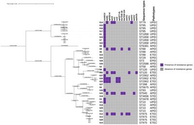 Genomic characterisation of generic Escherichia coli from food-producing animals and products of animal origin in South Africa
